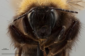 Media type: image;   Entomology 810728 Aspect: head frontal view